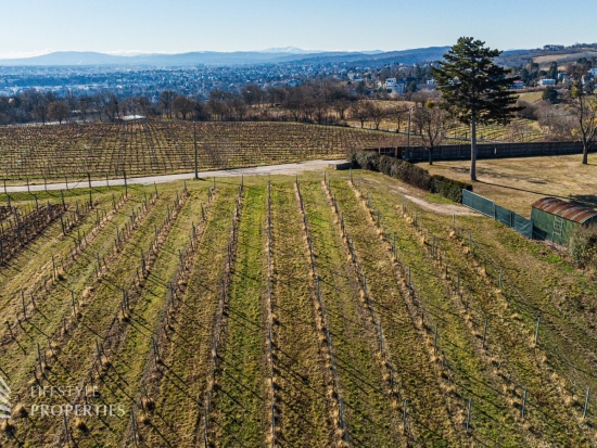 Prominenter Weingarten mit Blick auf die Leopoldskirche