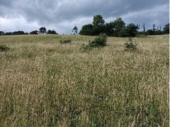 Traumhaftes Grundstück nahe Neulengbach/Altlengbach