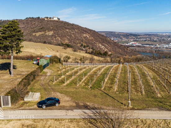 Prominenter Weingarten mit Blick auf die Leopoldskirche