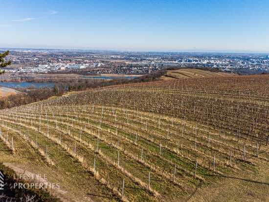 Prominenter Weingarten mit Blick auf die Leopoldskirche