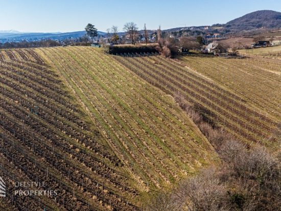 Prominenter Weingarten mit Blick auf die Leopoldskirche