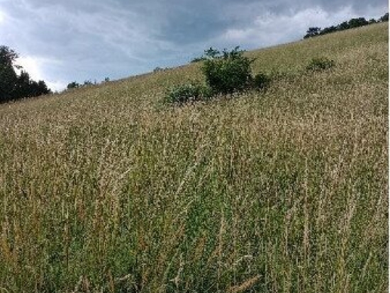 Traumhaftes Grundstück nahe Neulengbach/Altlengbach